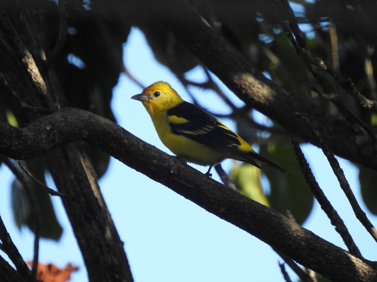 Western Tanager - ML148191451