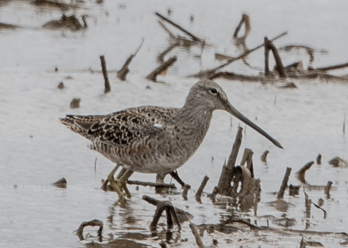 Long-billed Dowitcher - ML148193391