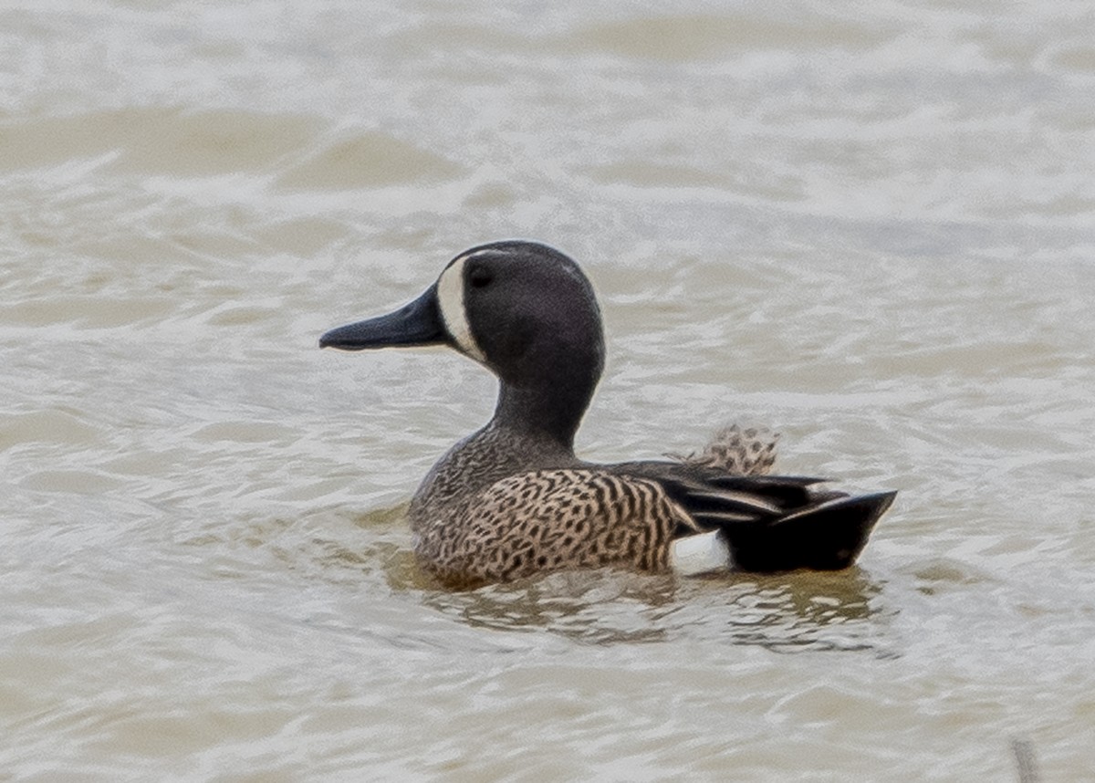 Blue-winged Teal - ML148193431