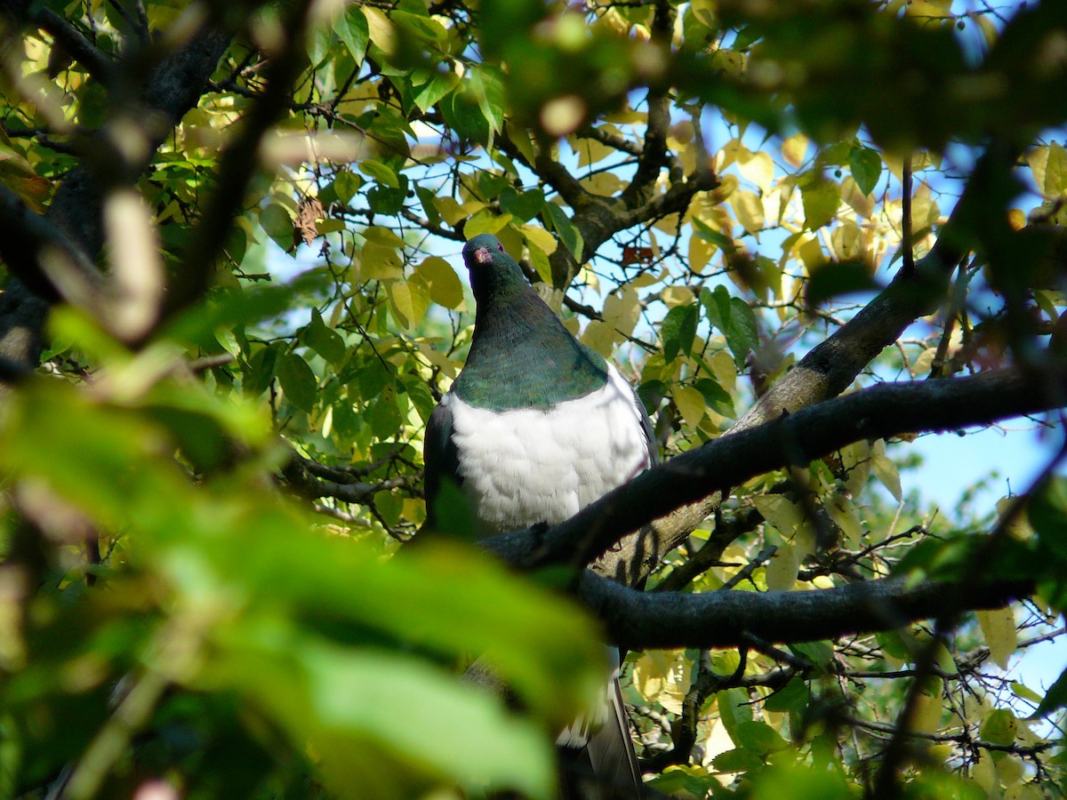 New Zealand Pigeon - Nige Hartley