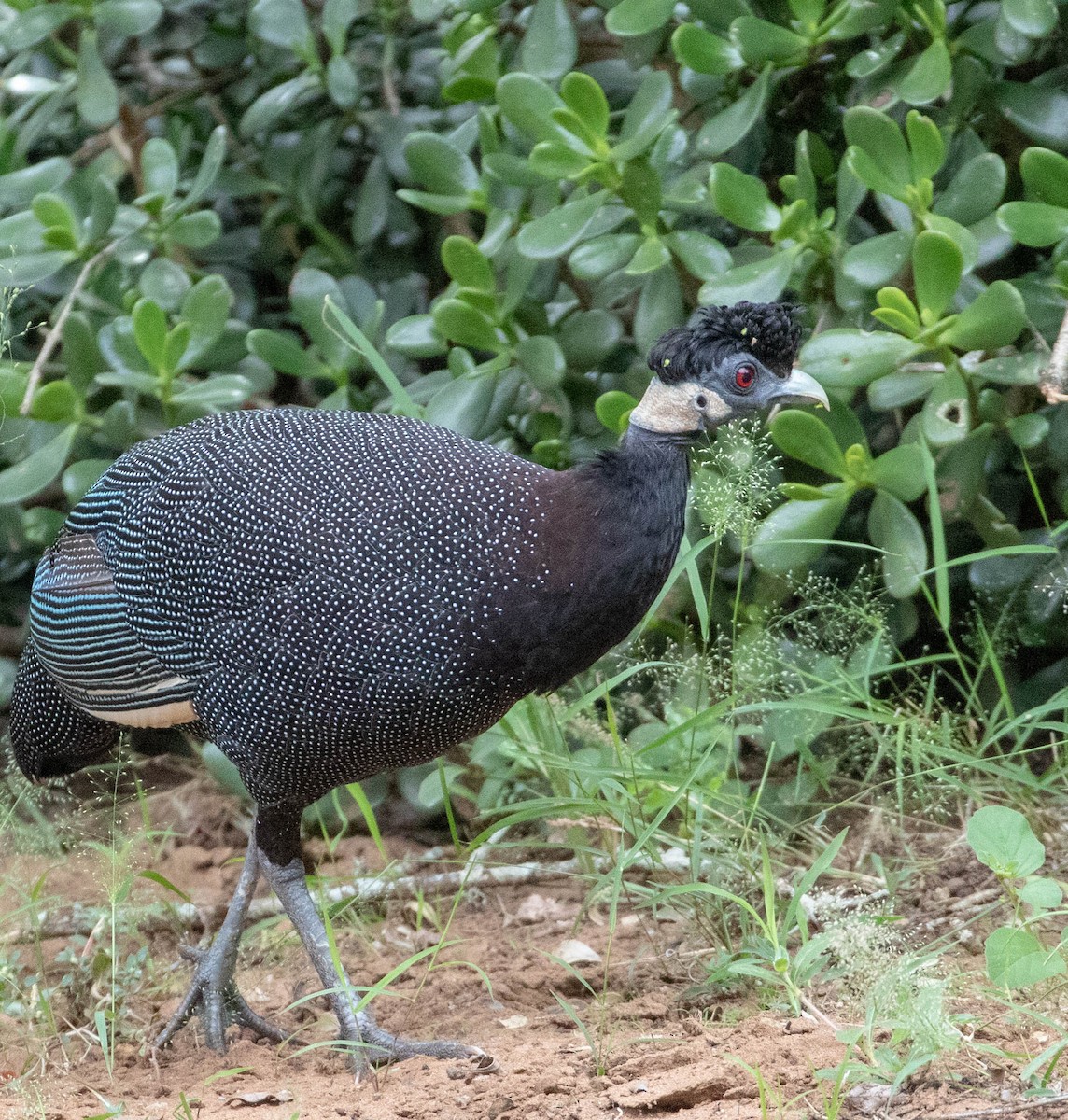 Southern Crested Guineafowl - ML148194931