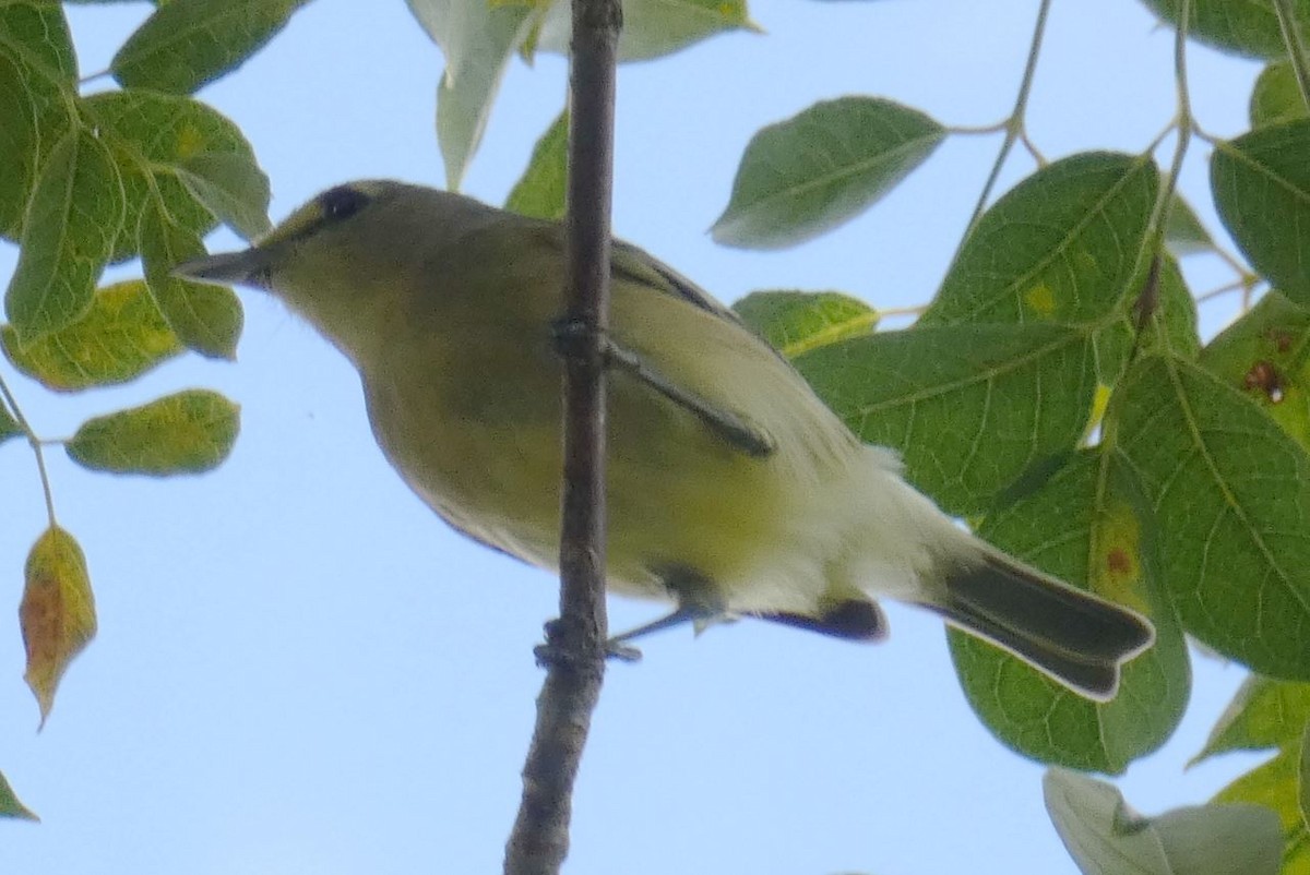 Thick-billed Vireo - ML148195501