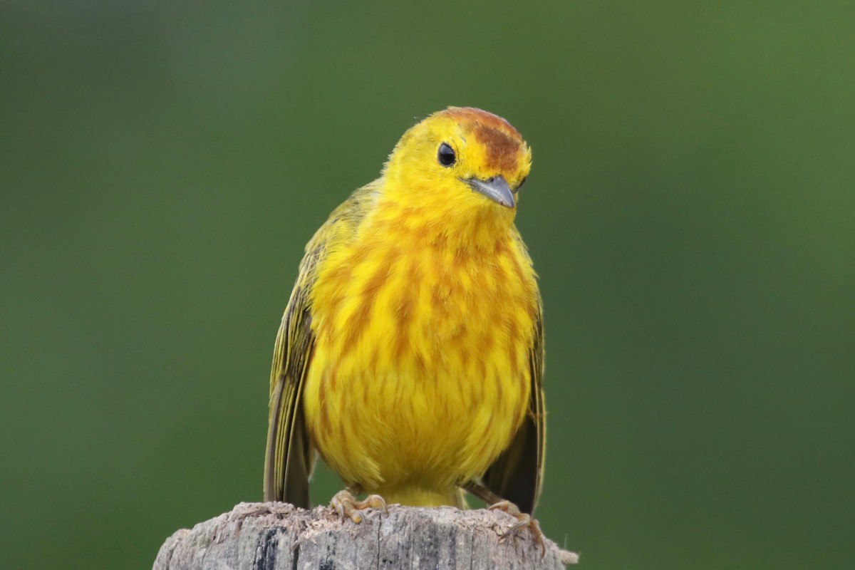 Yellow Warbler (Mangrove) - Gil Ewing