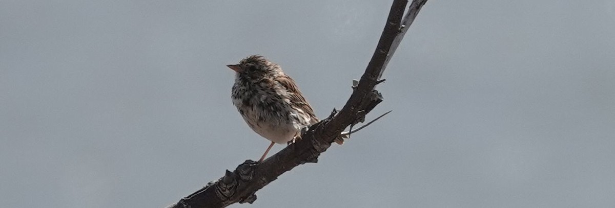 Savannah Sparrow - ML148196621