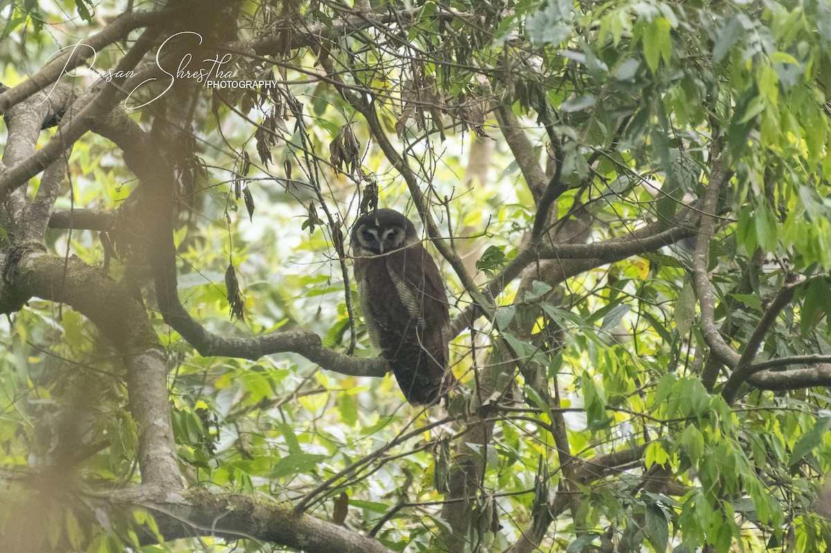 Brown Wood-Owl - Saturdaybirder FriendsofBird
