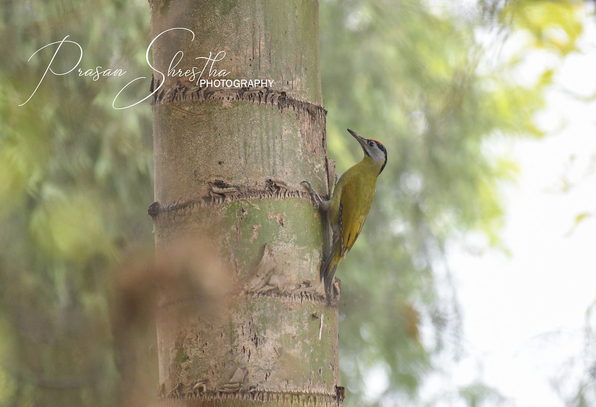 Gray-headed Woodpecker - Saturdaybirder FriendsofBird