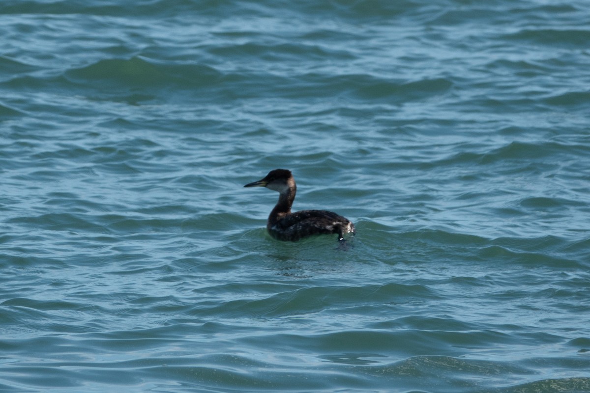 Red-necked Grebe - ML148197881