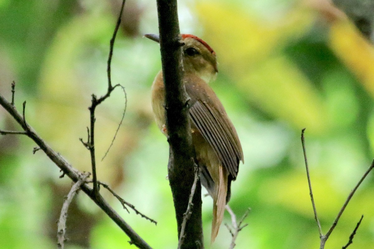Tropical Royal Flycatcher (Pacific) - Gil Ewing