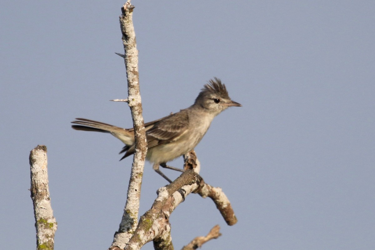 Gray-and-white Tyrannulet - Gil Ewing