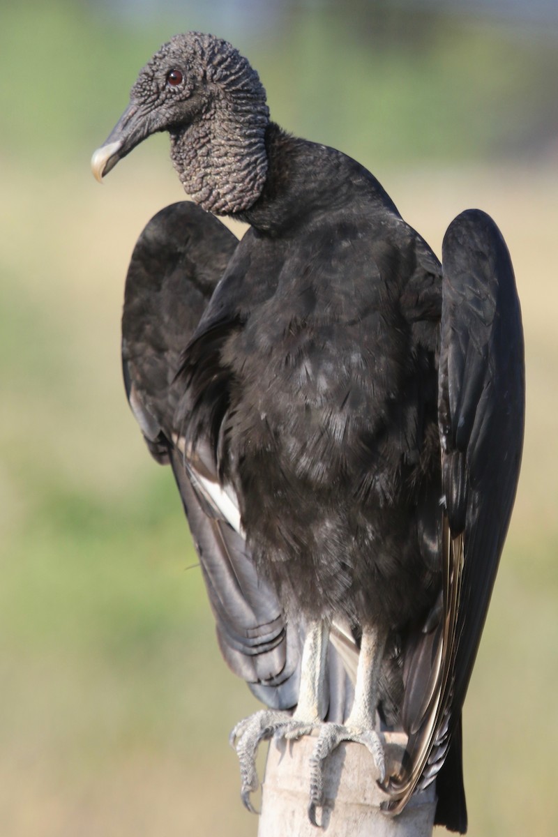 Black Vulture - ML148201051