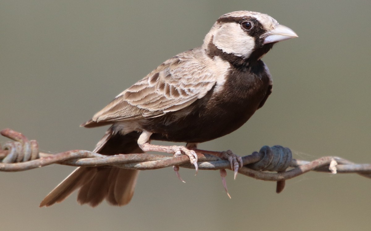 Ashy-crowned Sparrow-Lark - Bhaarat Vyas