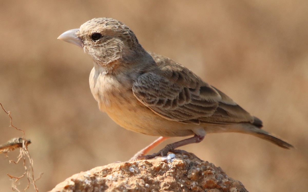 Ashy-crowned Sparrow-Lark - ML148201771