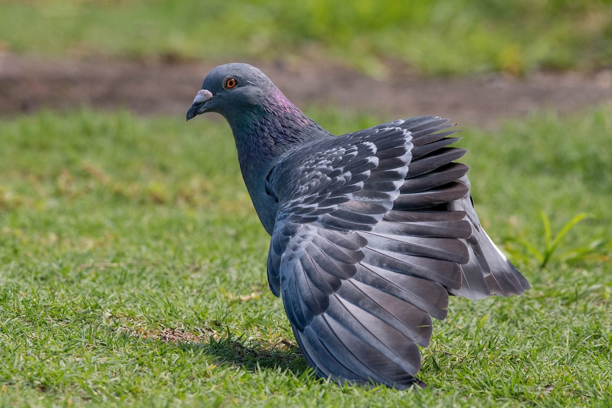 Rock Pigeon (Feral Pigeon) - ML148202991