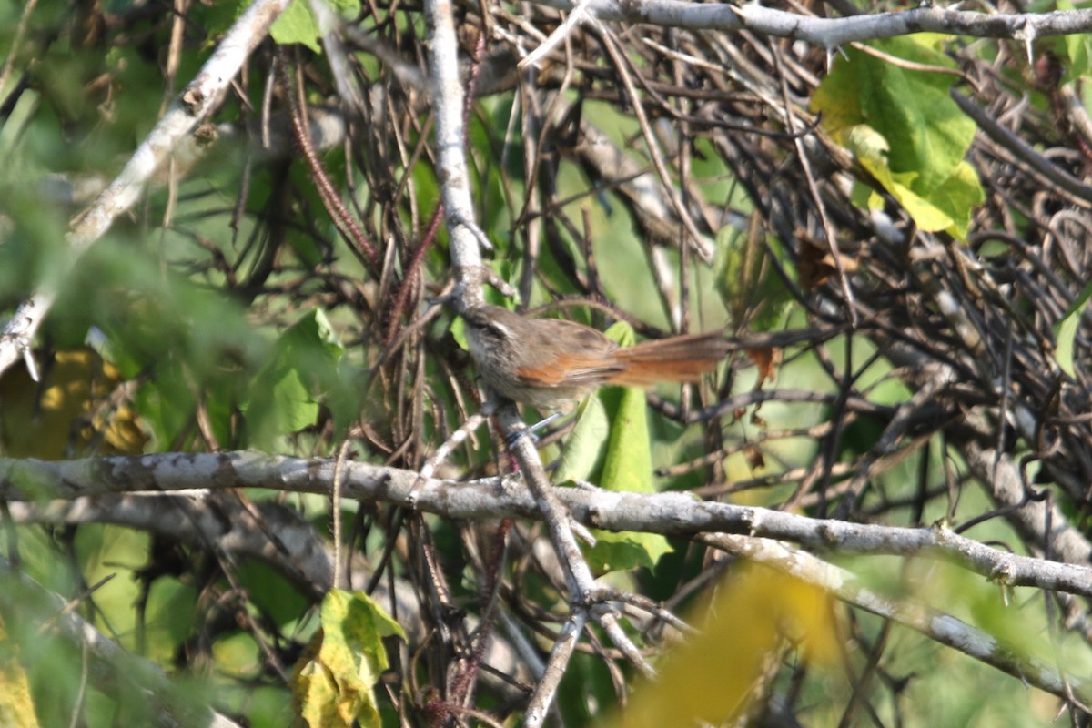 Necklaced Spinetail - ML148203461