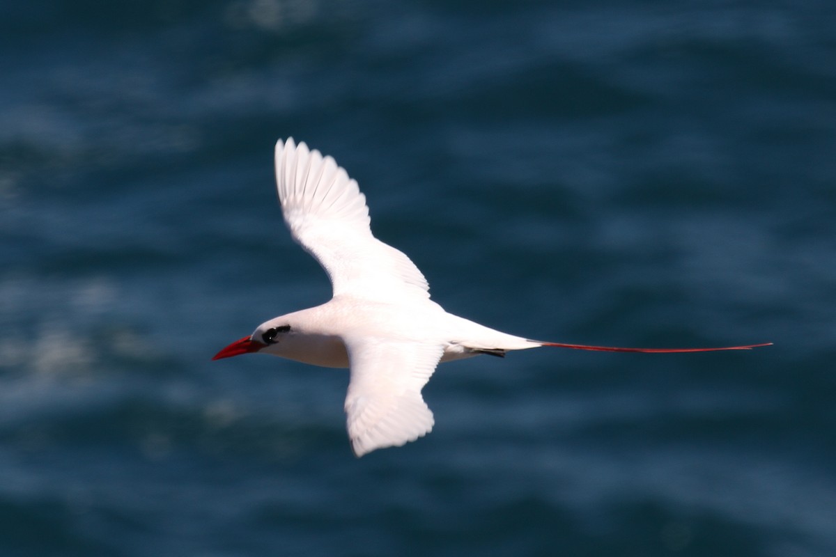 Red-tailed Tropicbird - Logan Smith