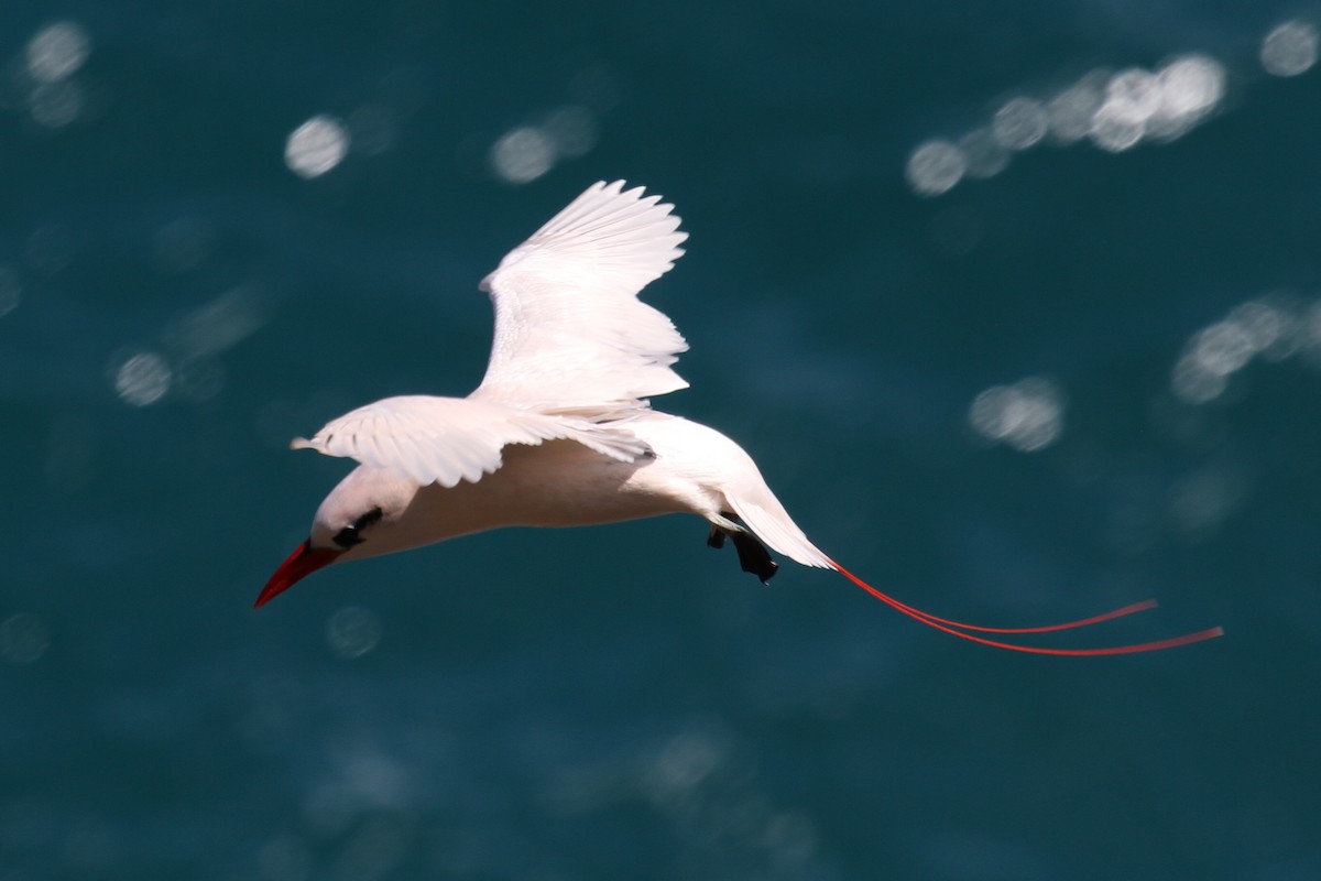Red-tailed Tropicbird - Logan Smith
