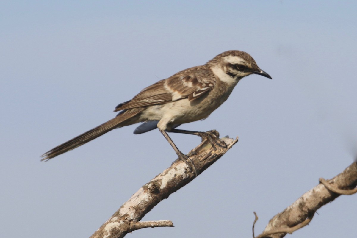 Long-tailed Mockingbird - Gil Ewing