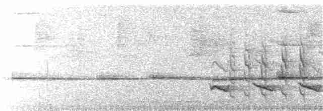 hvitnakkehonningeter - ML148205291
