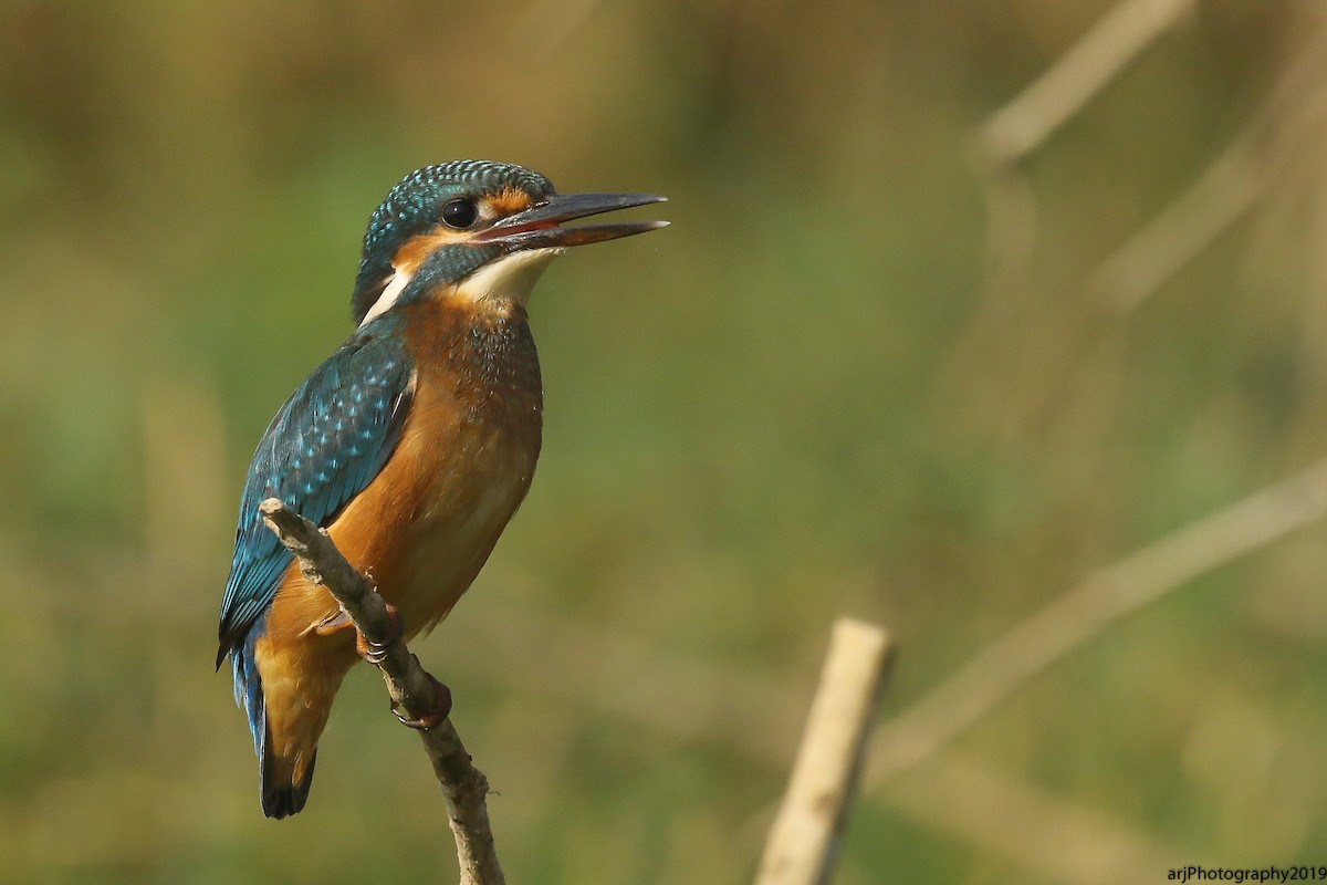 Common Kingfisher - Rahul  Singh