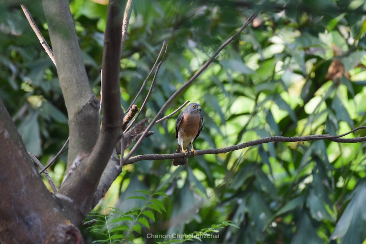 Chinese Sparrowhawk - ML148210541