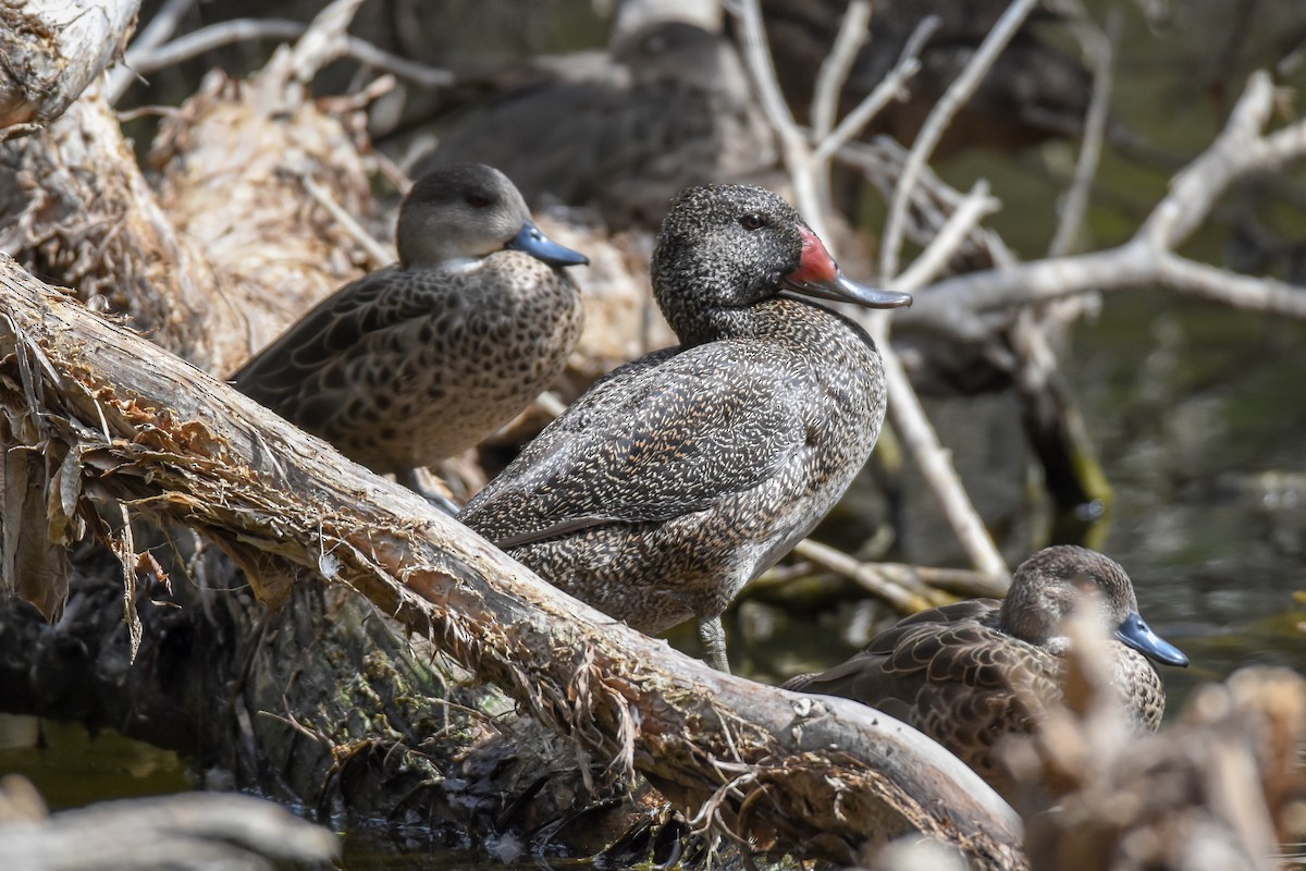Freckled Duck - ML148210801