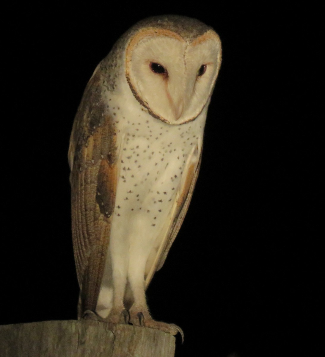 Barn Owl - Karen Rose