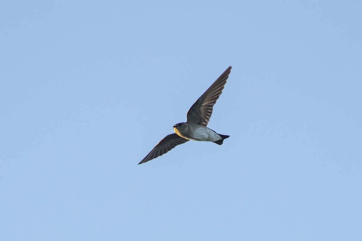 Northern Rough-winged Swallow - ML148217381