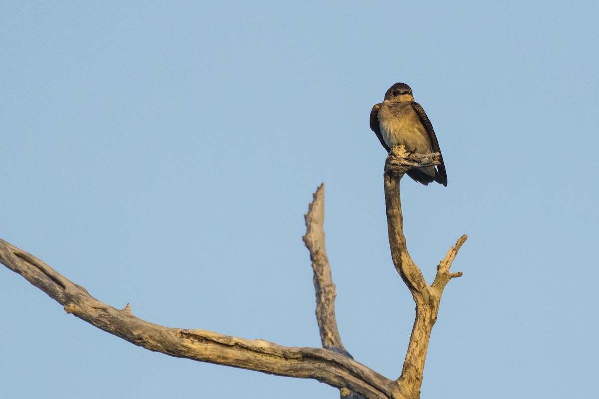 Northern Rough-winged Swallow - ML148217391