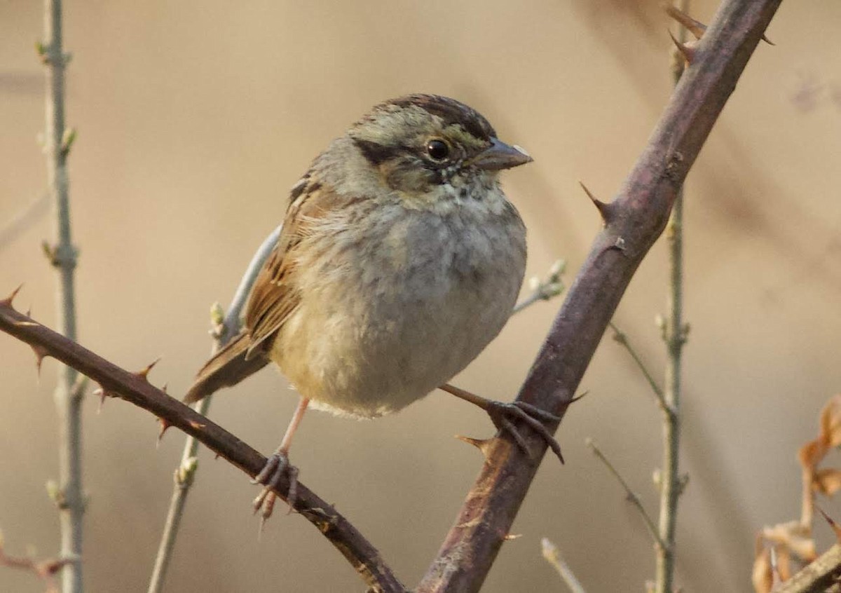 Swamp Sparrow - Paul Clarke