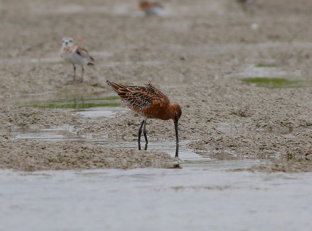 Asian Dowitcher - ML148222231