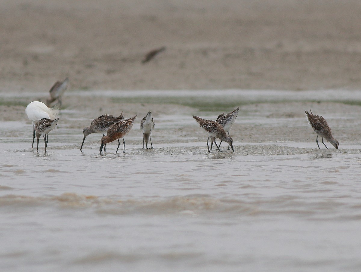 Asian Dowitcher - ML148222261