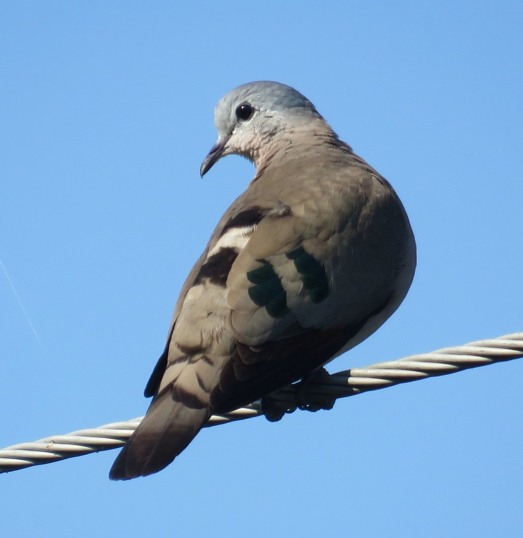 Emerald-spotted Wood-Dove - ML148222311