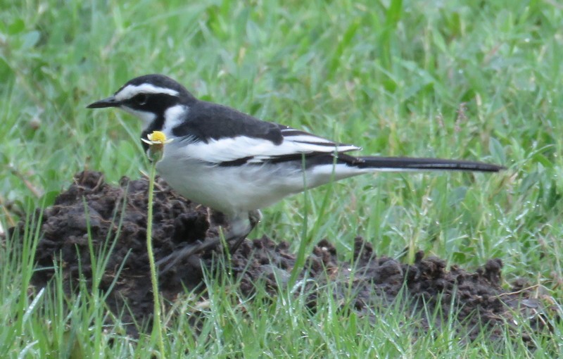African Pied Wagtail - ML148222811