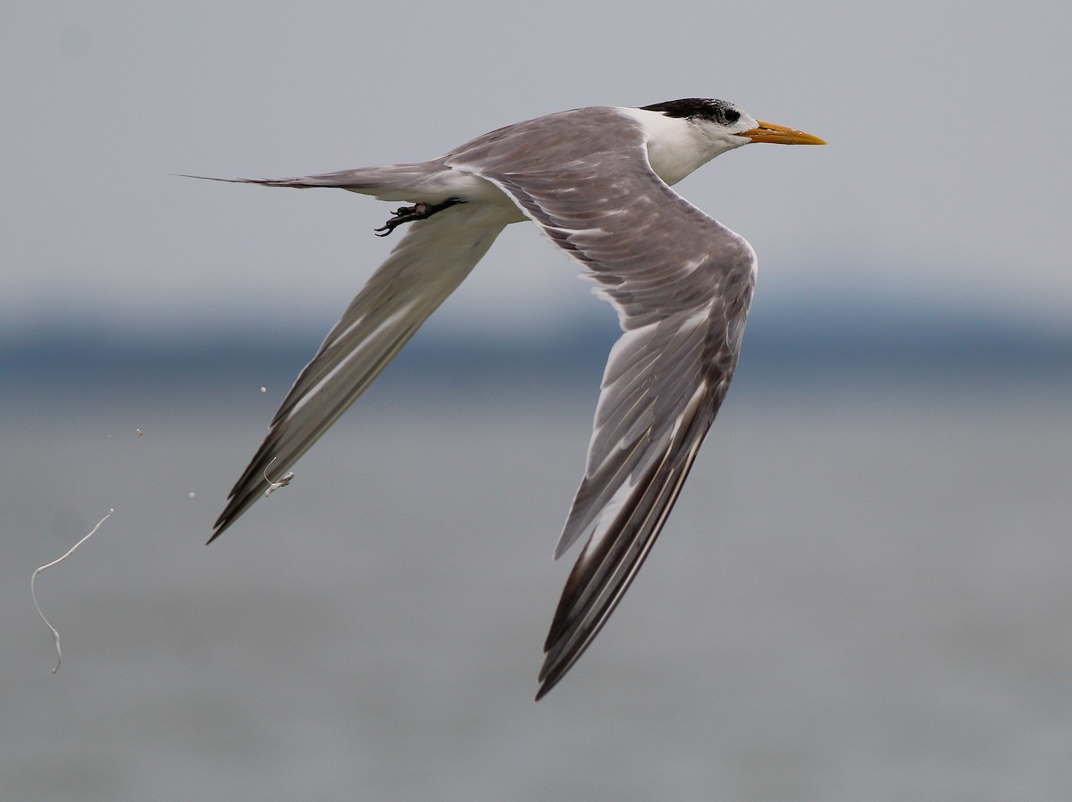 Great Crested Tern - ML148223041