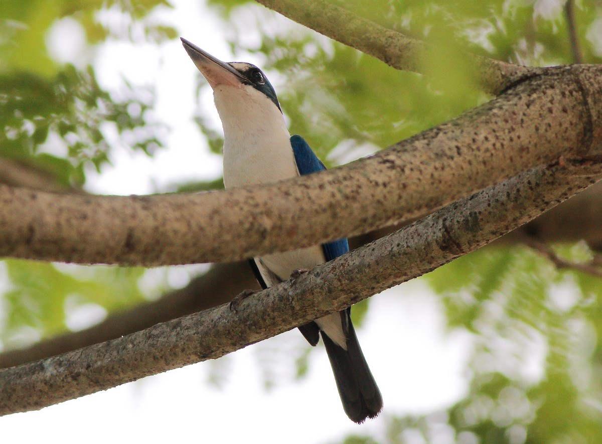 Collared Kingfisher - Neoh Hor Kee