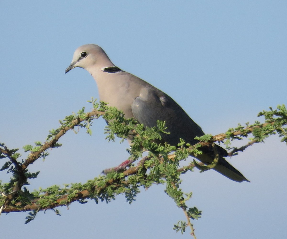 Ring-necked Dove - George and Teresa Baker