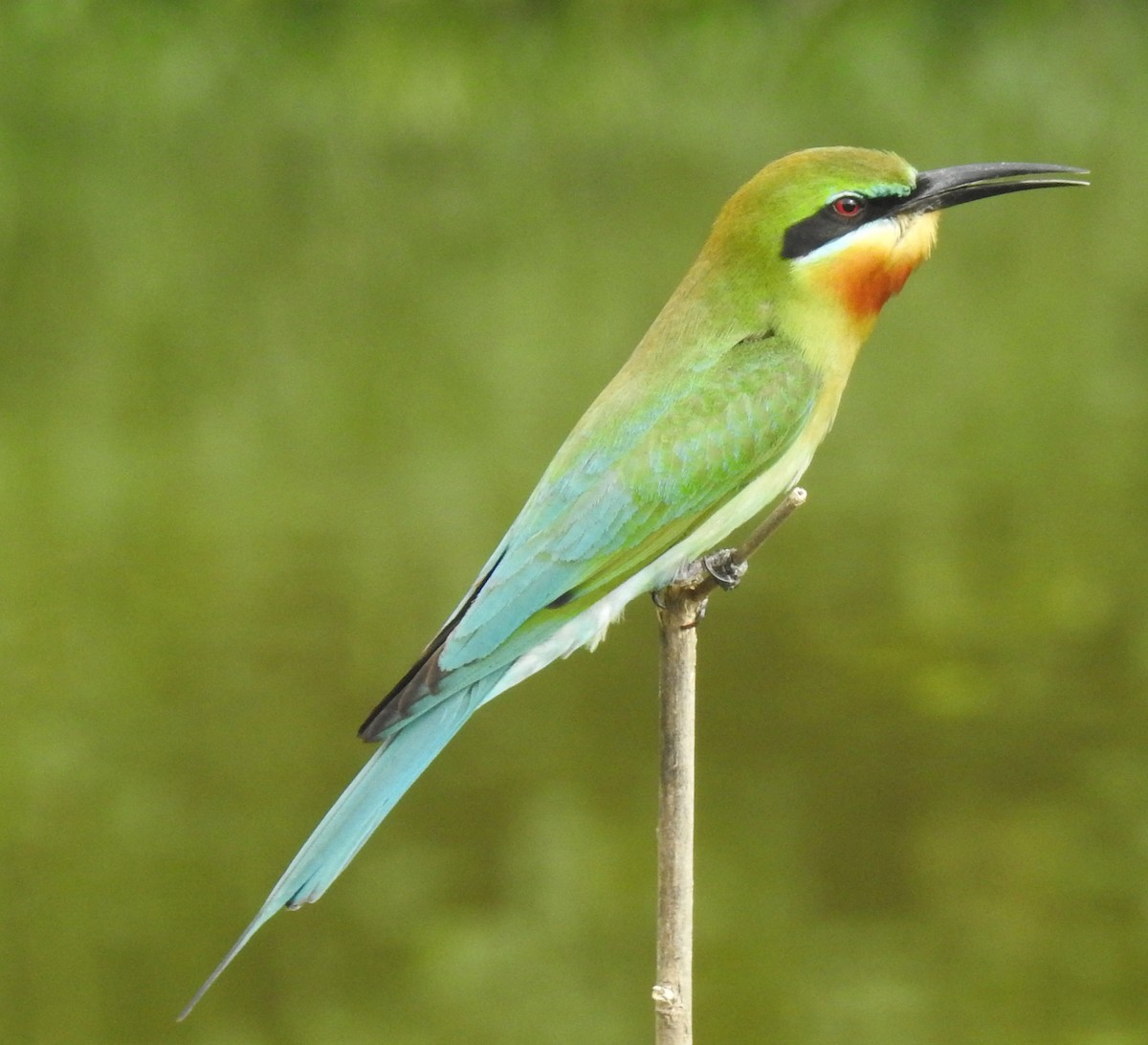 Blue-tailed Bee-eater - ML148224381