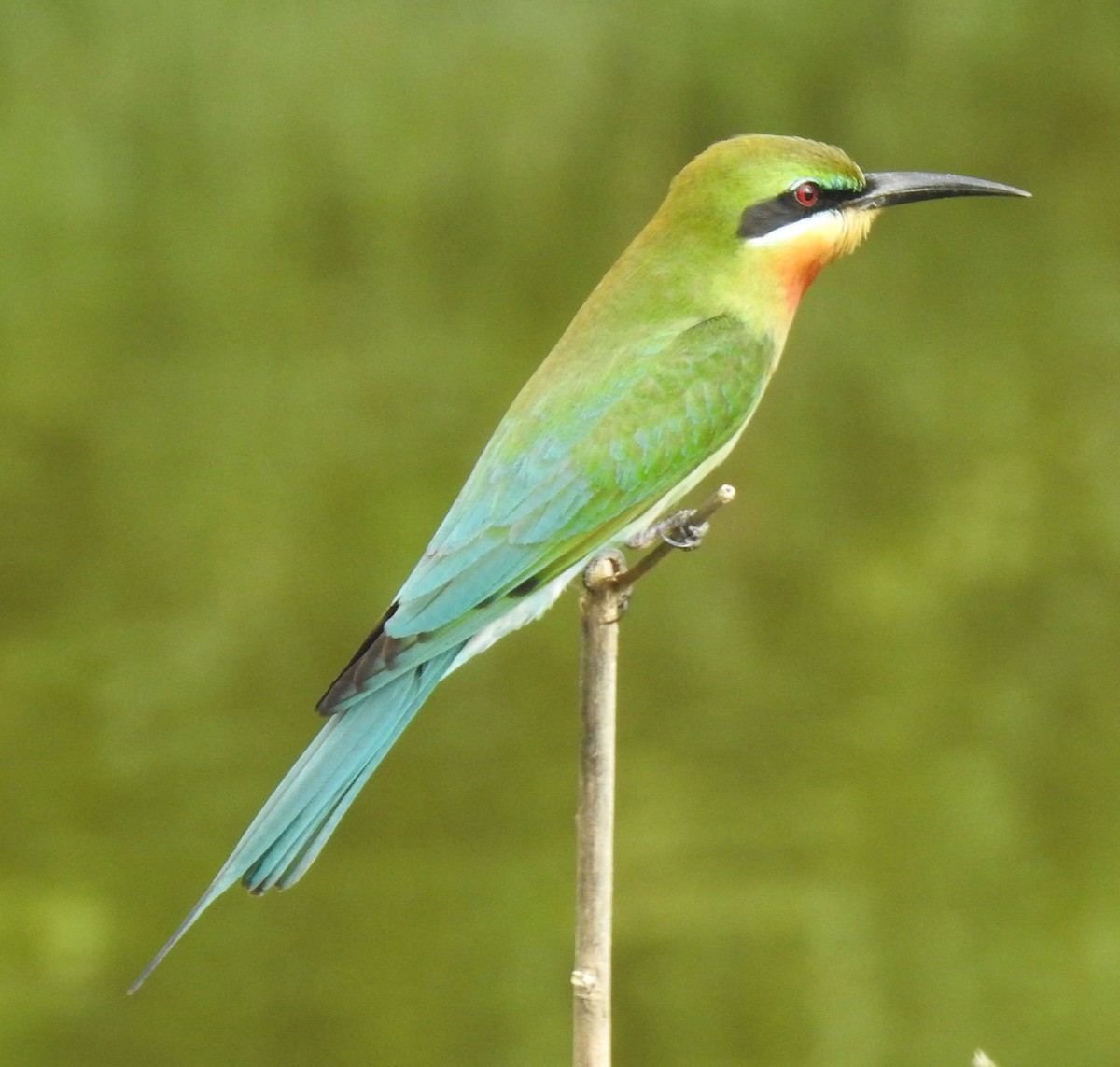 Blue-tailed Bee-eater - ML148224391