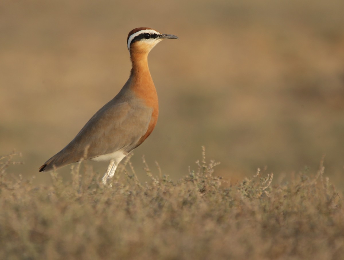 Indian Courser - ML148225201