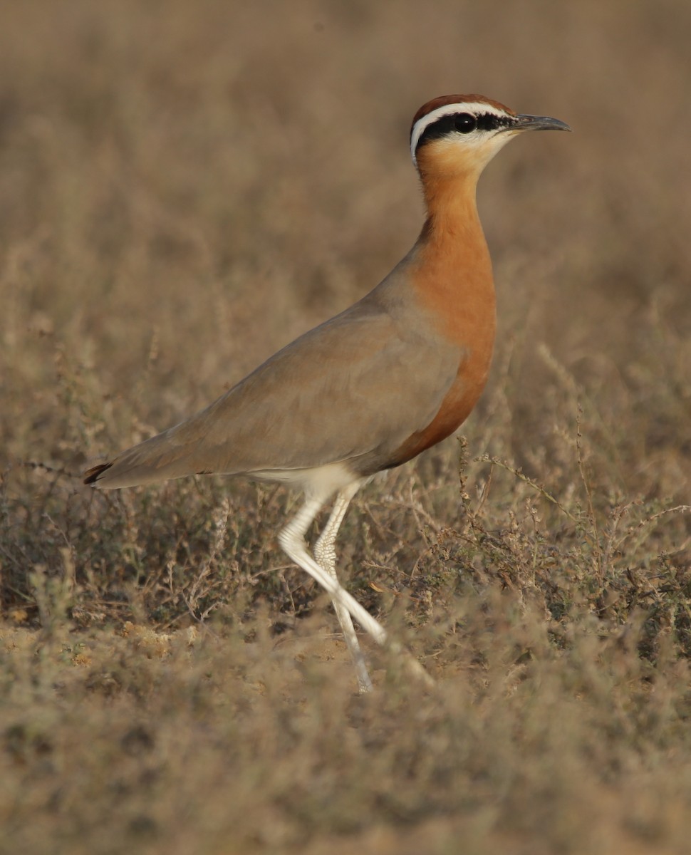 Indian Courser - Vyom Vyas