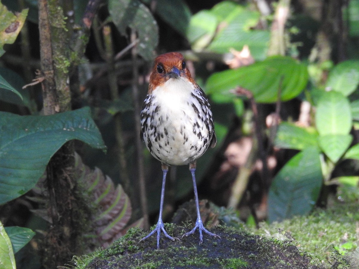 Chestnut-crowned Antpitta - Timothy Guida