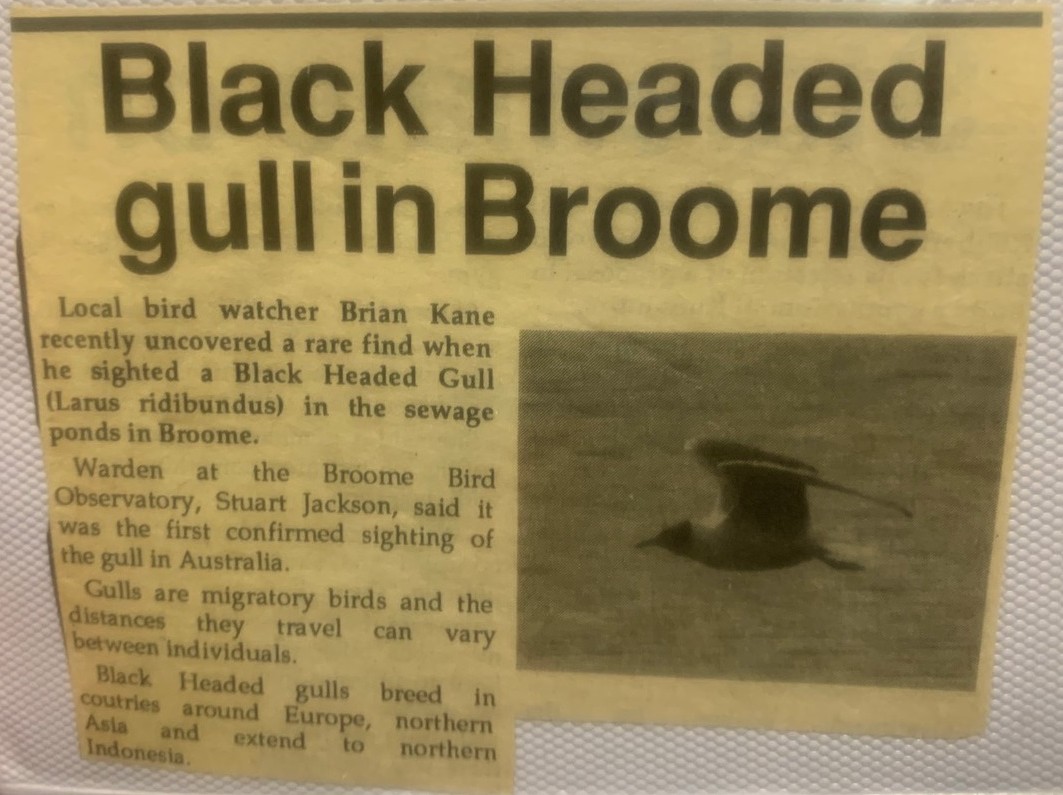 Black-headed Gull - Broome Bird Observatory