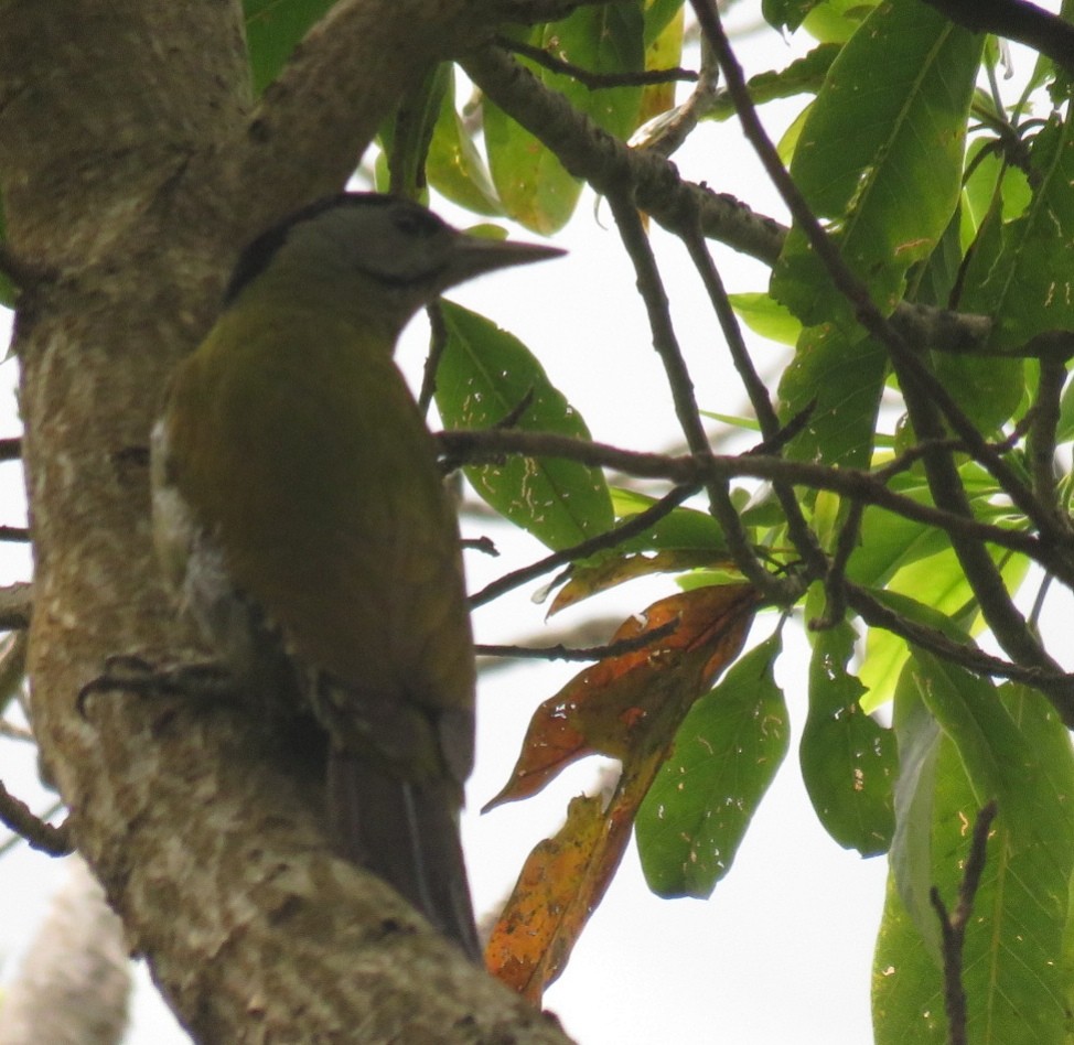 Gray-headed Woodpecker - Samyam Rumba