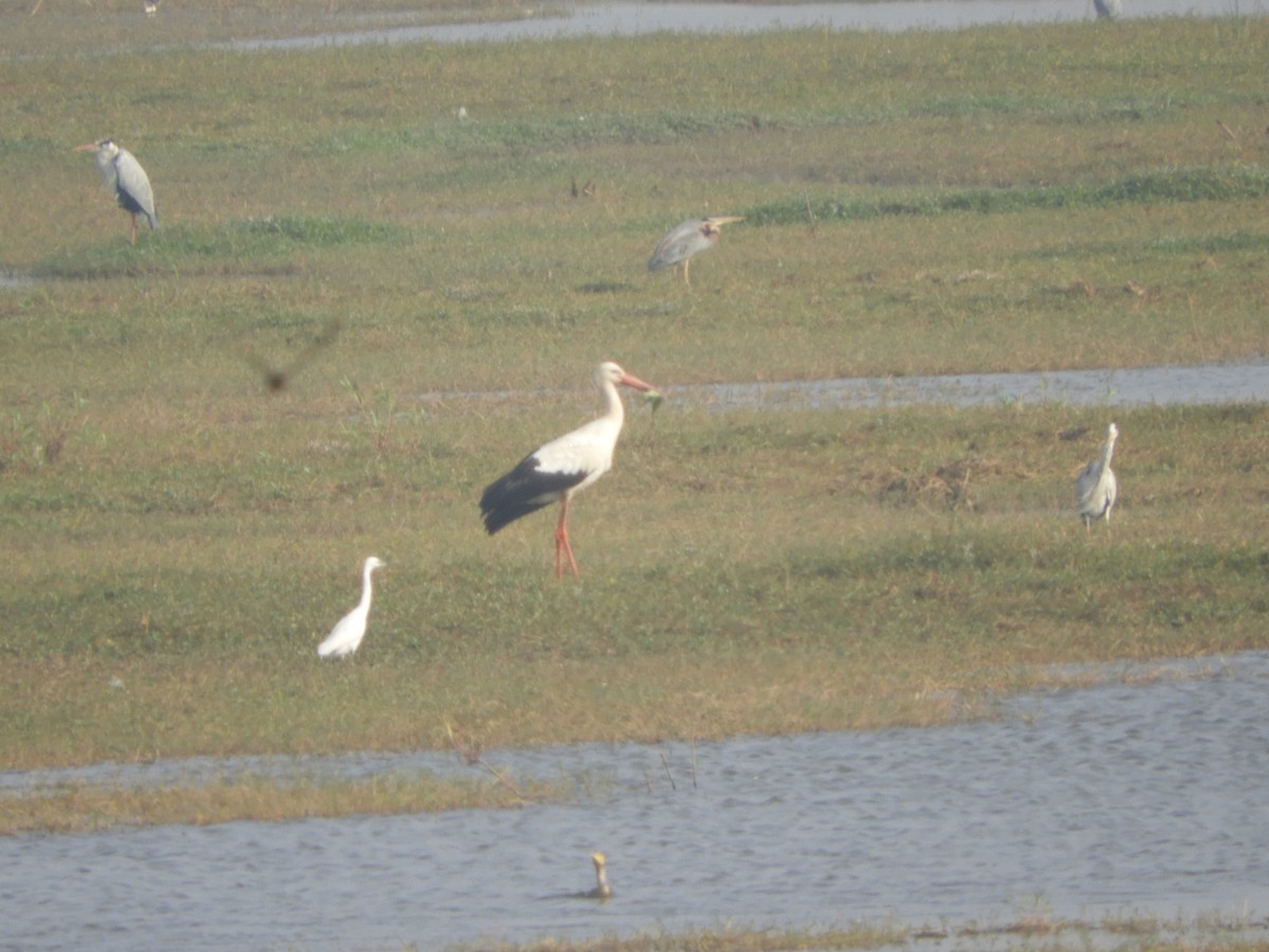White Stork - Sridhara B A