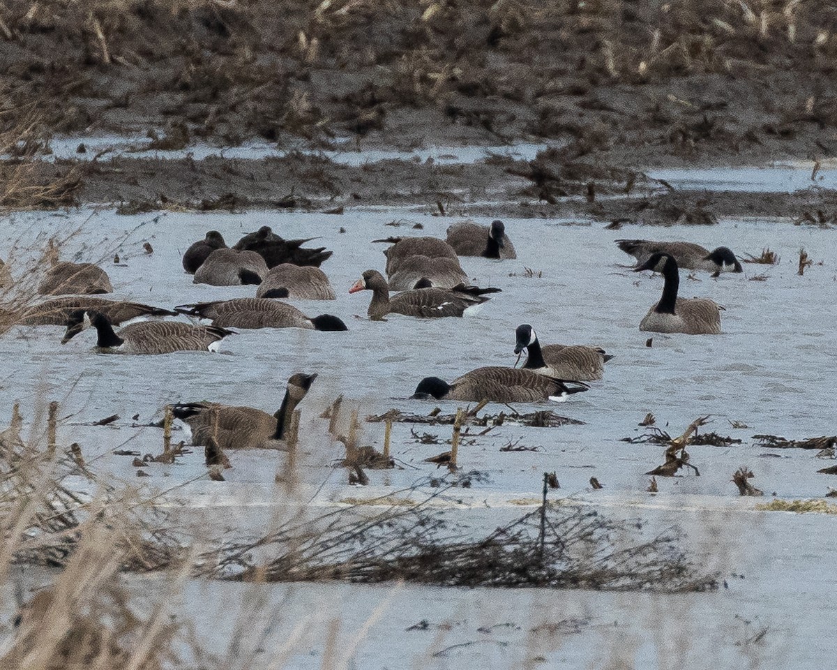 Greater White-fronted Goose - ML148233661