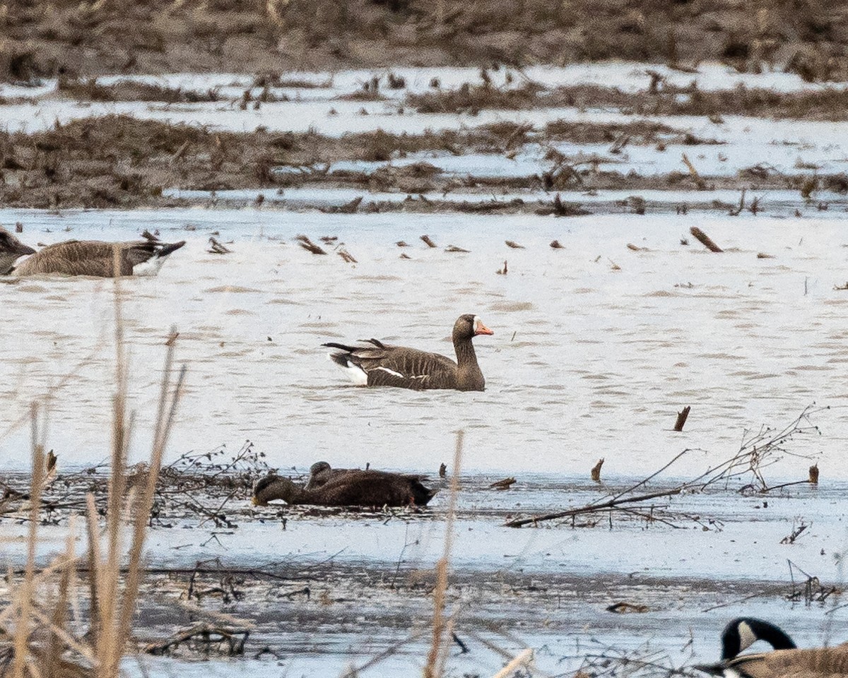 Greater White-fronted Goose - Robert Reed