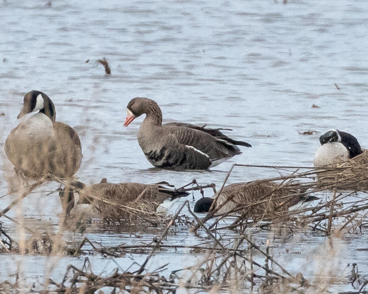 Greater White-fronted Goose - ML148233831