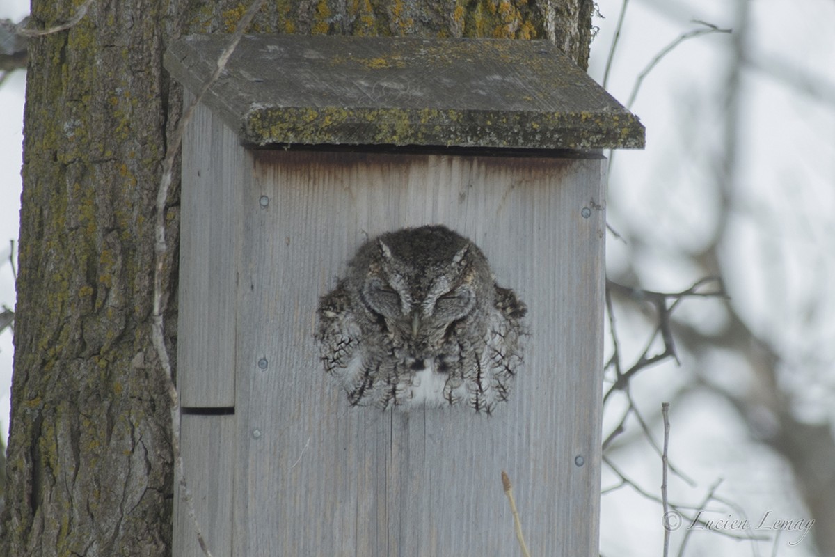 Eastern Screech-Owl - Lucien Lemay