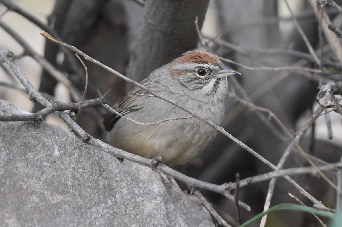 Rufous-crowned Sparrow - Caleb Strand