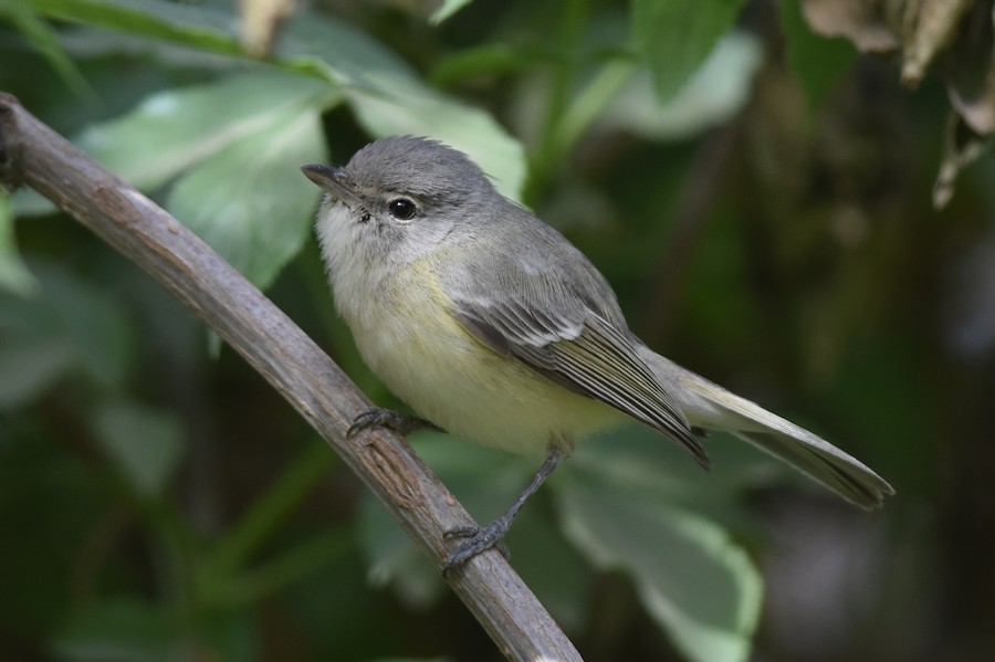 Bell's Vireo (Arizona) - eBird